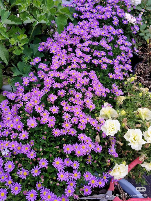 【2026.4.9绿植现货】150 #姬小菊15（现货，下单即可到店自提） 商品图6