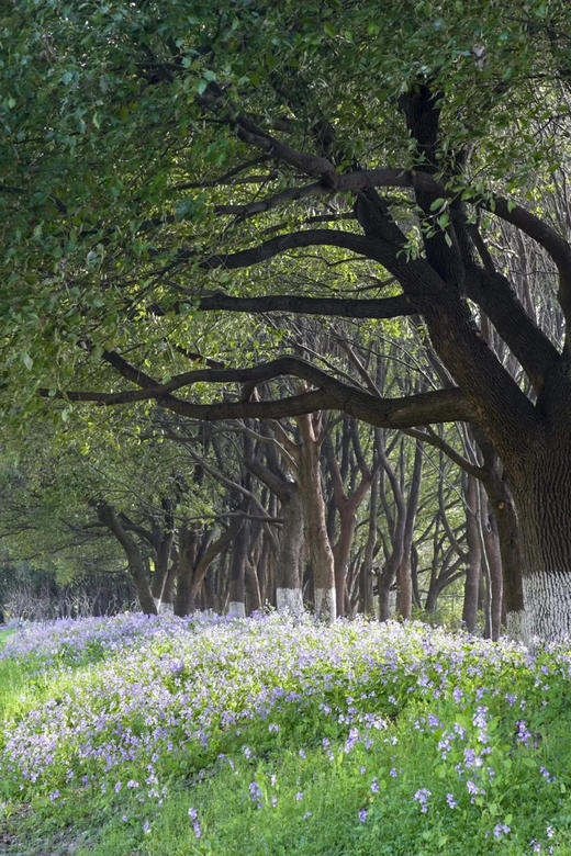 【乌镇乌村｜稻舍酒店】春促套餐 · 订金链接！有效期至2026年9月30日，暑期不涨价~~ 商品图2