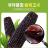 【醒粉福利19.9元8根（不低于4斤）】吉林·鲜糯黑玉米 身材管理期必备 商品缩略图3
