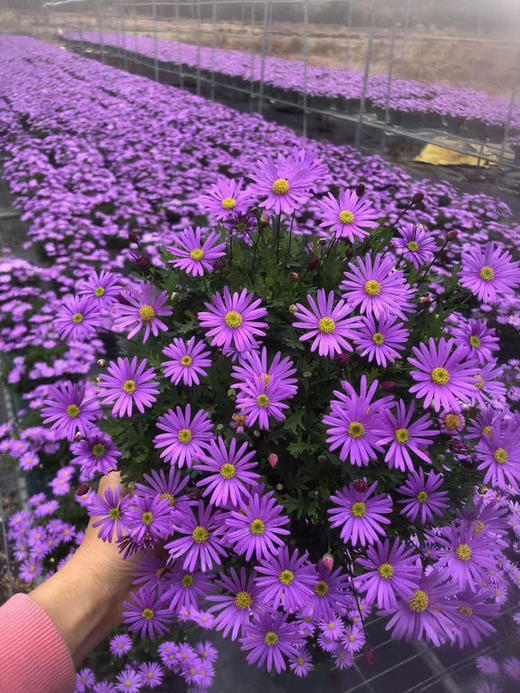 【2026.4.9绿植现货】150 #姬小菊15（现货，下单即可到店自提） 商品图1