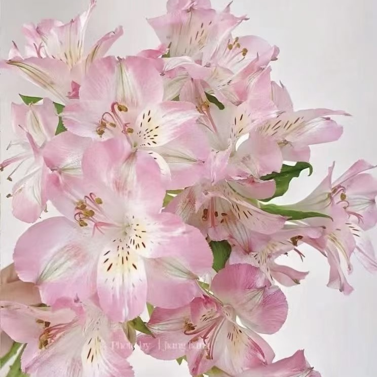 六出花 | 粉白色