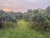 海南山丘贵妃芒【水果饮料】 商品缩略图3
