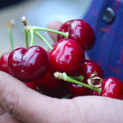 【顺丰】美早樱桃（果肉厚实，浓郁多汁） 2斤装  下单后48小时发货 商品图3