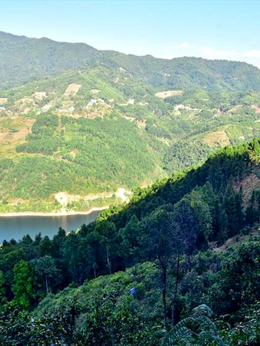 4月9日中午12点【积分兑换价：280元+2000积分】【绿水塘单株】2026年春茶预售临沧茶区普洱生茶小众山头天花板500克/箱，拍5发6 商品图3