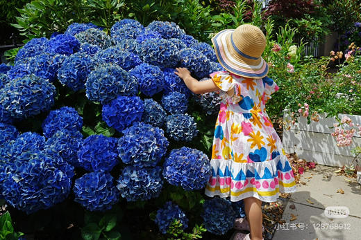 【2026.4.9绿植现货】180 #吉普蓝绣球60（现货，下单即可到店自提） 商品图1