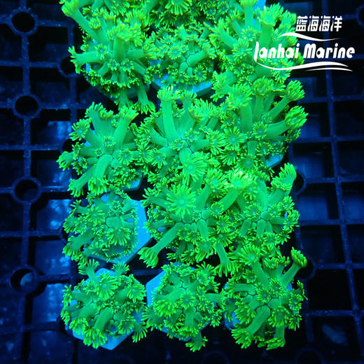 人工绿单包 商品图0