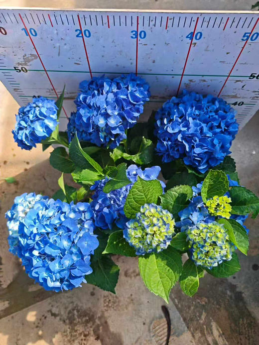 【2026.4.9绿植现货】180 #吉普蓝绣球60（现货，下单即可到店自提） 商品图12