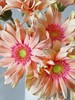 拉丝非洲菊10枝 商品缩略图1