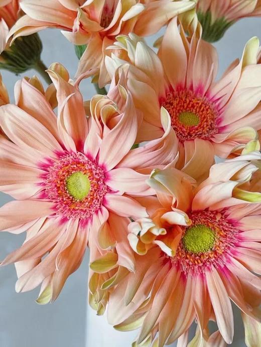 拉丝非洲菊10枝 商品图1