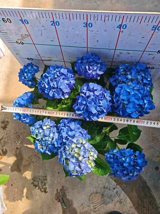 【2026.4.9绿植现货】180 #吉普蓝绣球60（现货，下单即可到店自提） 商品图6