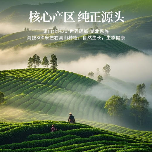 【2026明前新茶】金苔香恩施玉露 芽茶初玉雪芽48g尝鲜装 商品图4