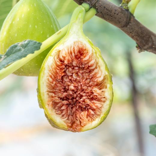 【顺丰空运冷链】海南花香蜜无花果  🌿精选老树自然成熟采摘，软糯无渣  当地直发 商品图0
