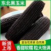 【醒粉福利19.9元8根（不低于4斤）】吉林·鲜糯黑玉米 身材管理期必备 商品缩略图2