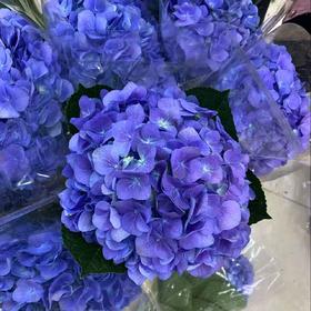 绣球 | 蓝紫（颜色有变化 介意者慎拍 ）