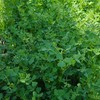 金花菜蘑菇鲜肉馄饨（15个装）4月9号到 商品缩略图2