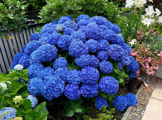 【2026.4.9绿植现货】180 #吉普蓝绣球60（现货，下单即可到店自提） 商品图4