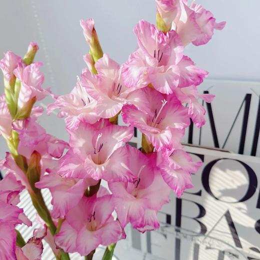 剑兰 | 剑兰普西拉 商品图0