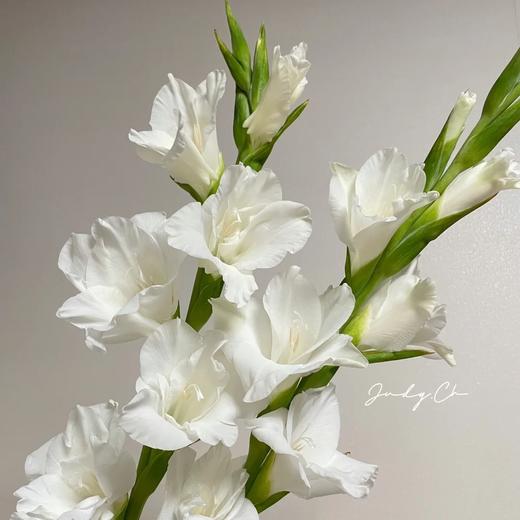 剑兰 | 阿姆斯特丹 商品图0