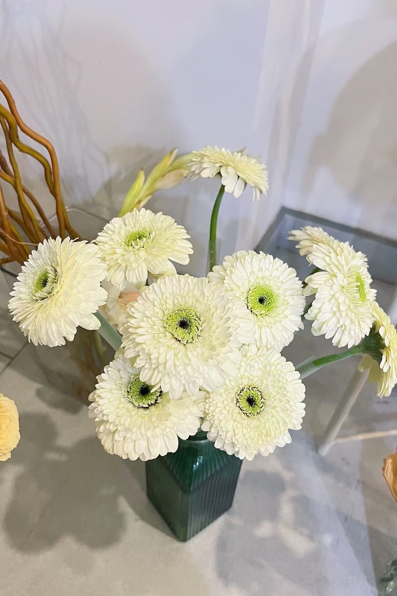 重瓣非洲菊10枝