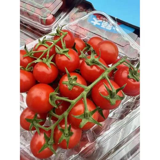 周三取货：【一颗大樱桃番茄】 一盒8两左右，香甜！爆汁！番茄味浓郁！ 商品图2
