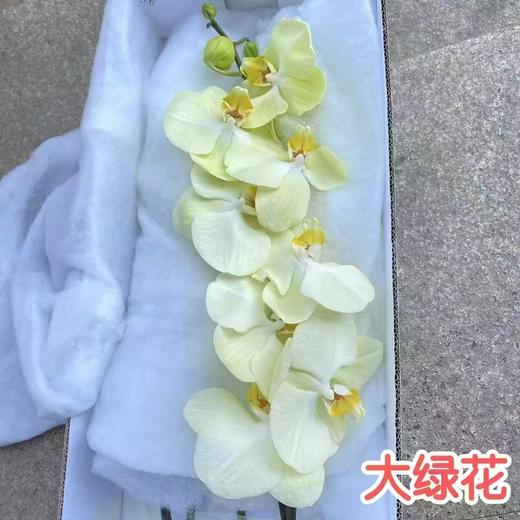 蝴蝶兰 | 大绿花（可能有轻微瑕疵不售后，介意慎拍） 商品图1