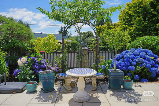 【2026.4.9绿植现货】180 #吉普蓝绣球60（现货，下单即可到店自提） 商品图2