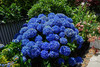 【2026.4.9绿植现货】180 #吉普蓝绣球60（现货，下单即可到店自提） 商品缩略图3
