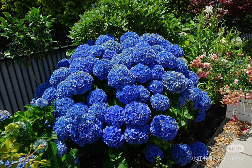 【2026.4.9绿植现货】180 #吉普蓝绣球60（现货，下单即可到店自提） 商品图3