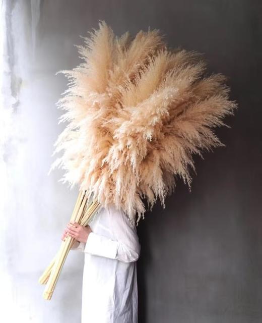 小芦苇10枝 商品图0