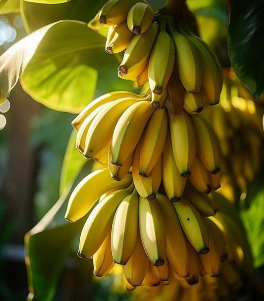 小梅的零食·菲律宾香蕉片 商品图3