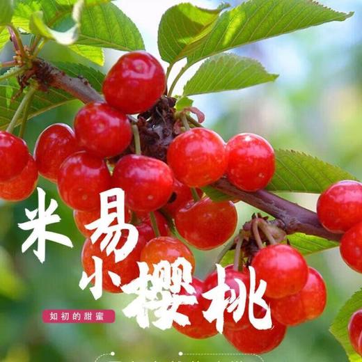 米易小樱桃 250g/盒 商品图1