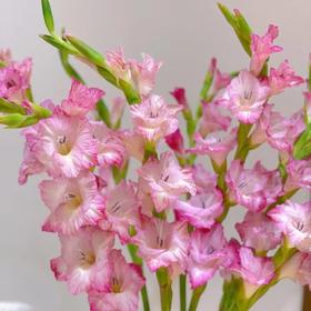 剑兰 | 剑兰花脸