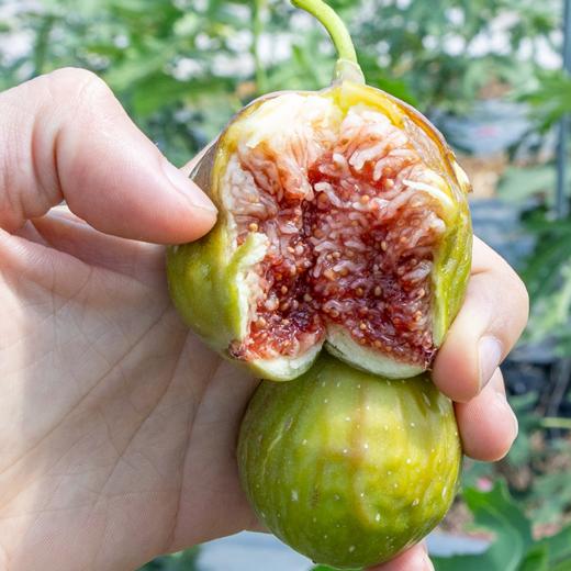 【顺丰空运冷链】海南花香蜜无花果  🌿精选老树自然成熟采摘，软糯无渣  当地直发 商品图1