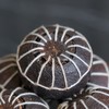 泓达堂·大红柑紫芽普洱茶528g 商品缩略图5