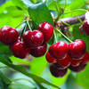 【顺丰】美早樱桃（果肉厚实，浓郁多汁） 2斤装  下单后48小时发货 商品缩略图0