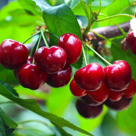 【顺丰】美早樱桃（果肉厚实，浓郁多汁） 2斤装  下单后48小时发货