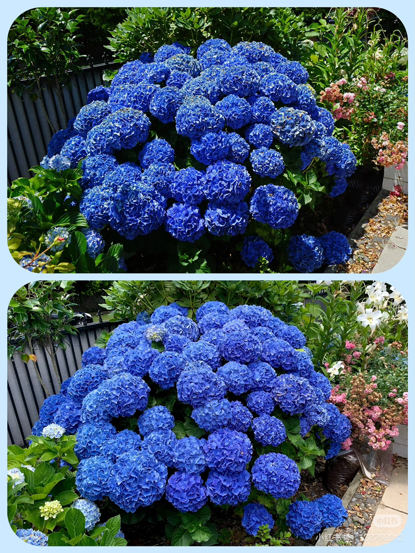 【2026.4.9绿植现货】180 #吉普蓝绣球60（现货，下单即可到店自提）