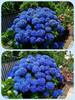 【2026.4.9绿植现货】180 #吉普蓝绣球60（现货，下单即可到店自提） 商品缩略图0
