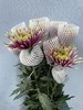 烟花菊爱神10支 商品缩略图0