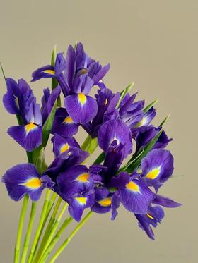 鸢尾花10枝