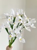 鸢尾花10枝 商品缩略图1