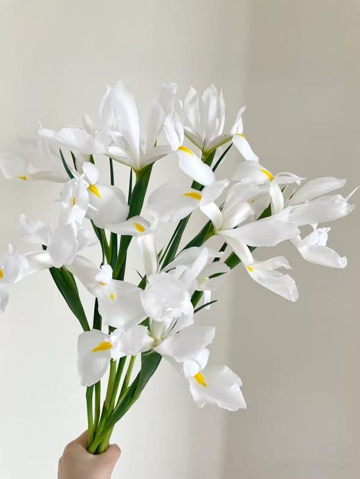 鸢尾花10枝 商品图1