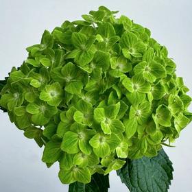 绣球 | 绣球国绿【小花头品种，介意慎拍】