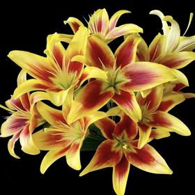 百合 | 亚百皇冠