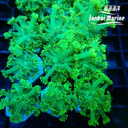 人工绿单包 商品图1