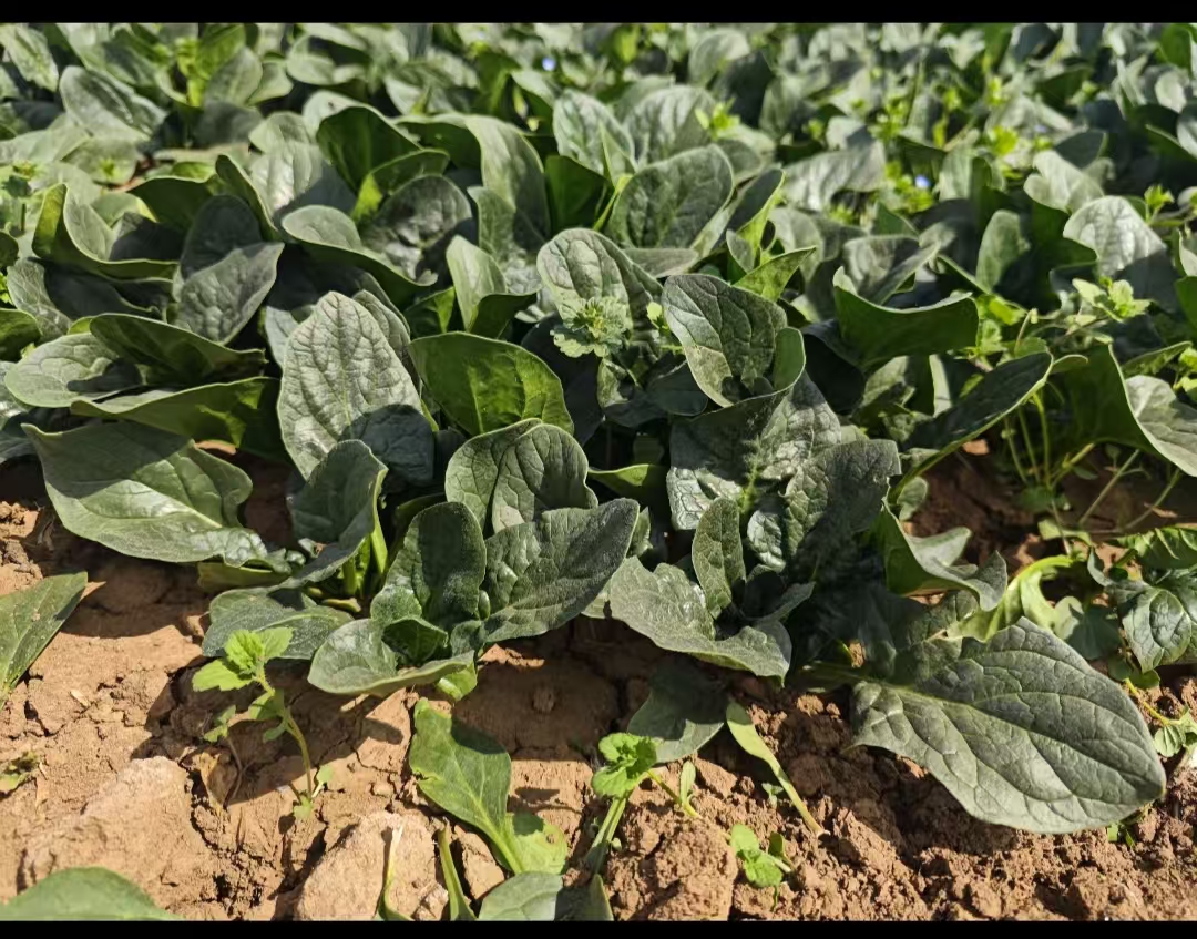 【菠菜、莴笋、包菜新上市】土豆、茄瓜、胡萝卜、甜菜根等、酵素蔬菜组合包 | 自然农耕、六不用种植，时令蔬菜包，各类绿叶蔬菜，小黄姜、萝卜等|| 健源