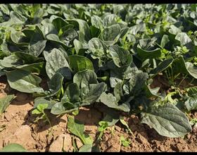 【菠菜、莴笋、包菜新上市】土豆、茄瓜、胡萝卜、甜菜根等、酵素蔬菜组合包 | 自然农耕、六不用种植，时令蔬菜包，各类绿叶蔬菜，小黄姜、萝卜等|| 健源