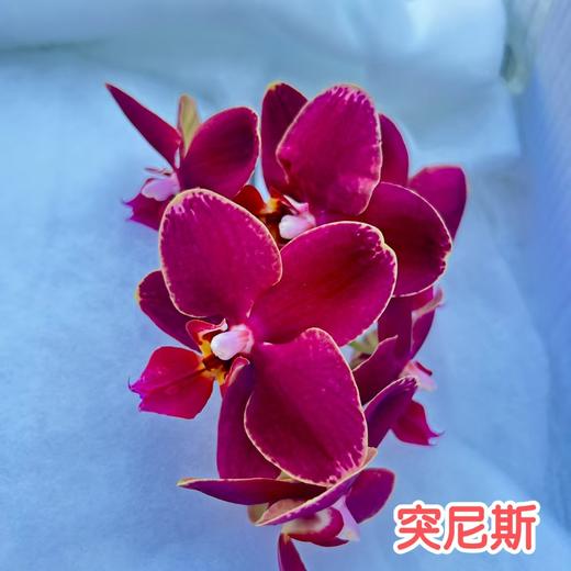兰花 | 蝴蝶兰突尼斯（可能有轻微瑕疵不售后，介意慎拍） 商品图1