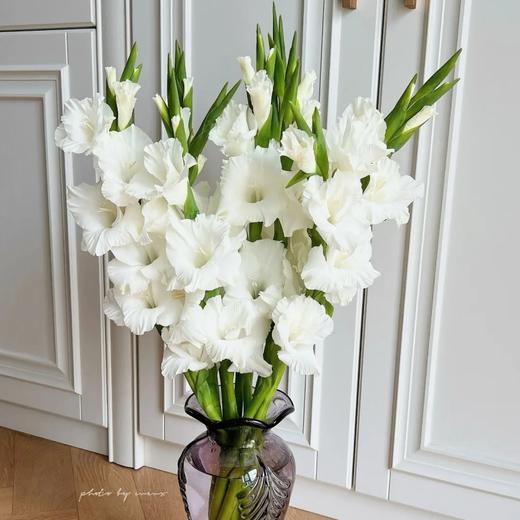 剑兰 | 冰岛 商品图0