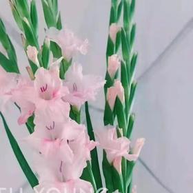 剑兰 ｜ 卡地亚